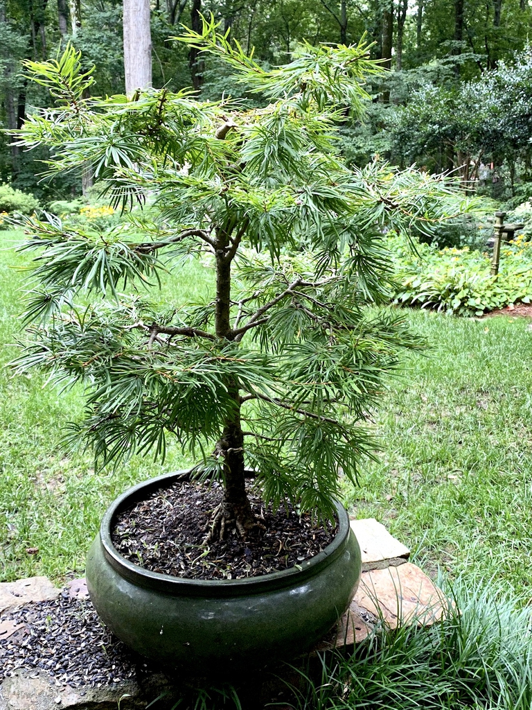 As bonsai