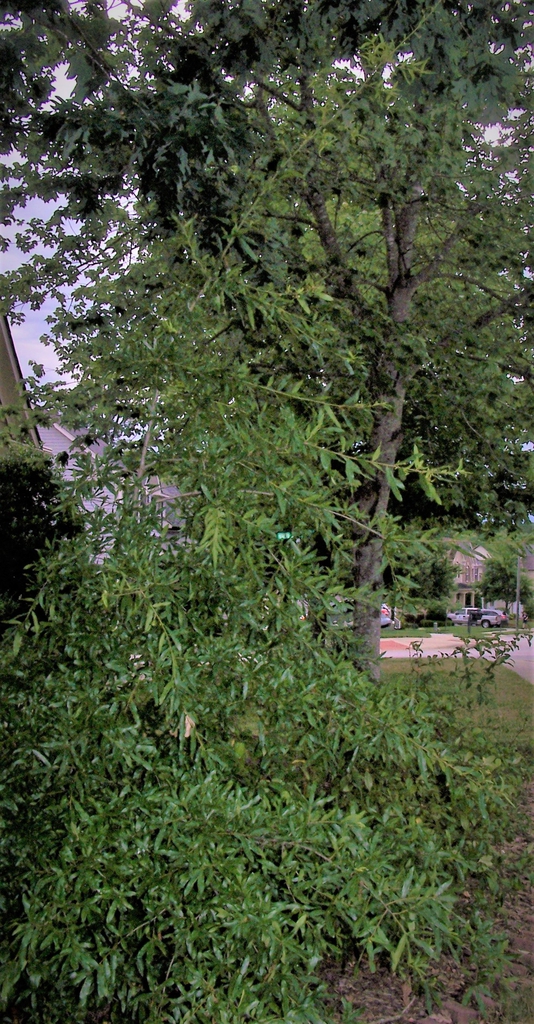 Young sapling with leafy shoots