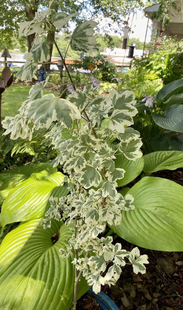 Variegated green & yellow palmated leaves of a young plant