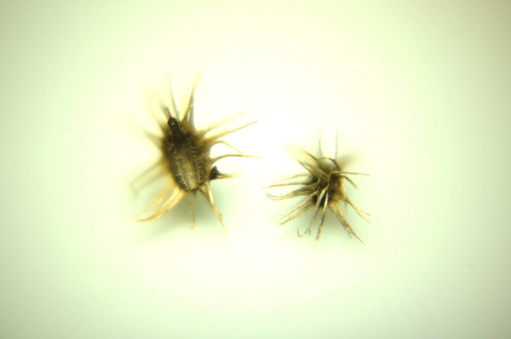 Daucus carota subsp. sativus