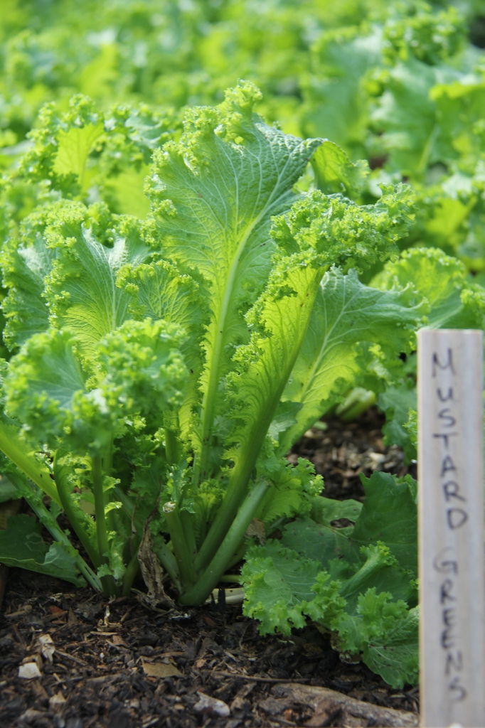 Brassica juncea