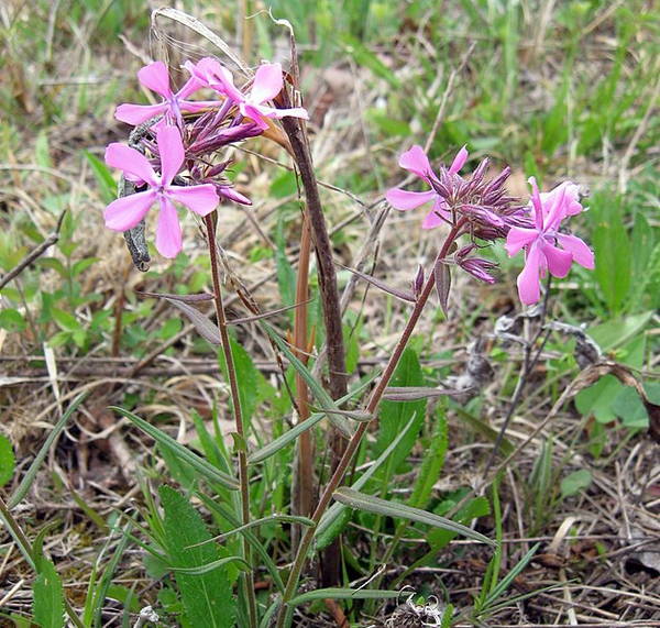 Phlox pilosa