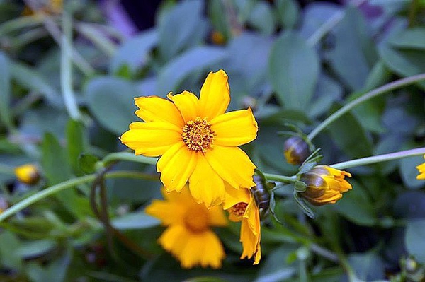 Coreopsis auriculate 'Nana'
