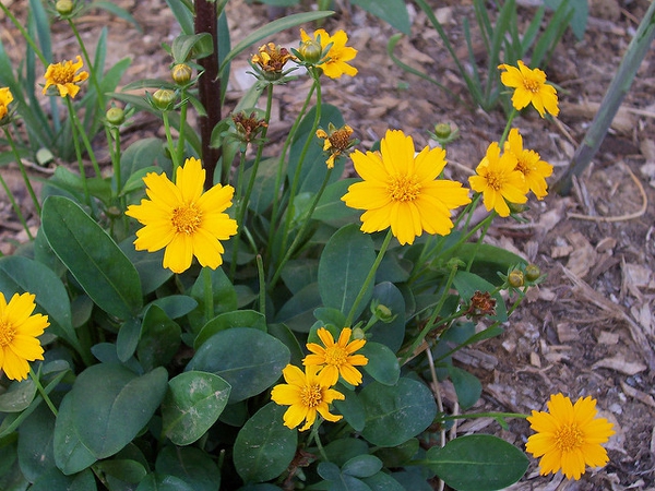 leaves and flowers