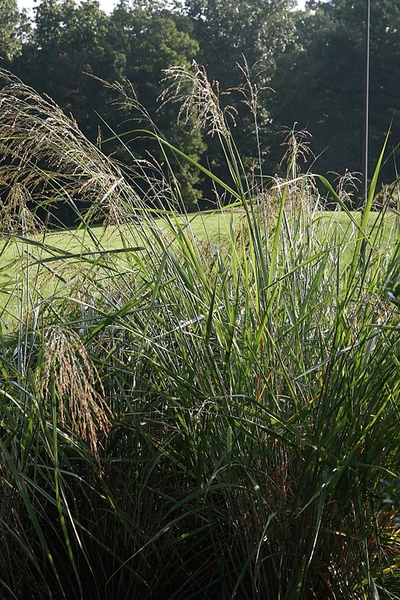Panicum amarum 'Dewy Blue'