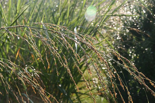 Panicum amarum 'Dewy Blue'