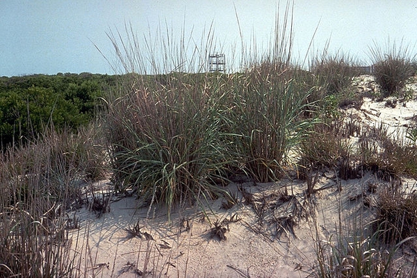 Panicum amarum Elliott var. amarulum