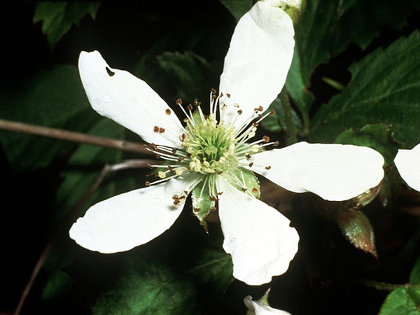 Rubus flagellaris
