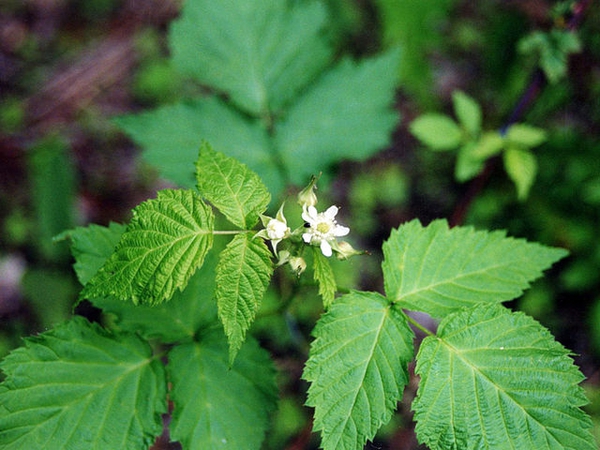 Rubus occidentalis
