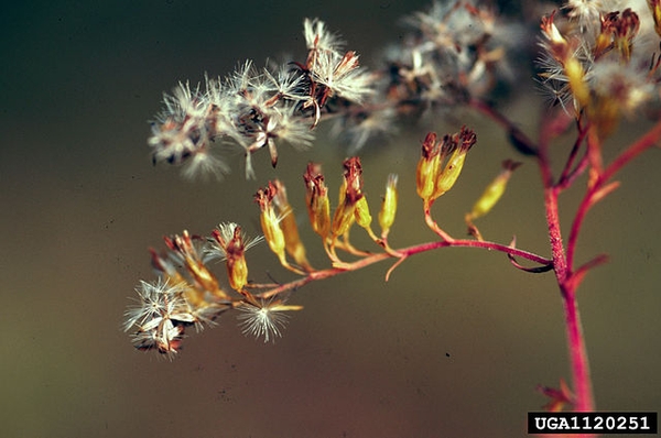 Solidago odora