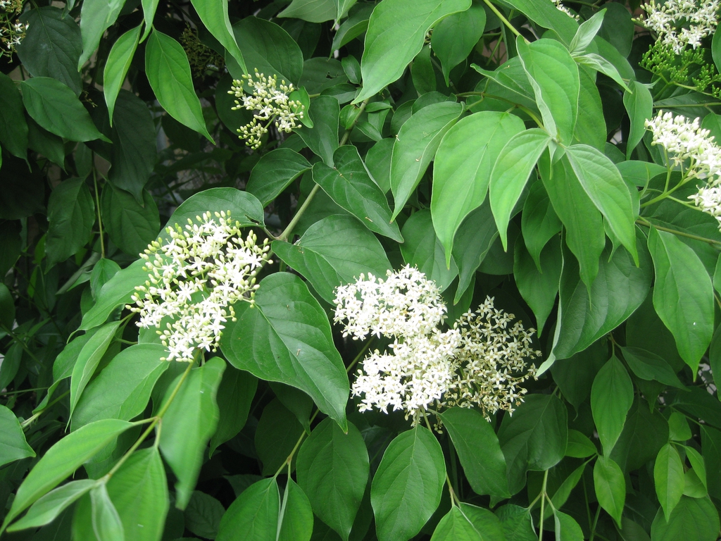 Flower buds, open flowers and leaves.