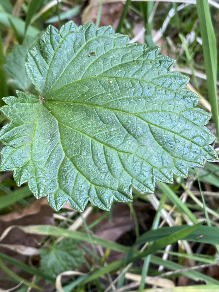 Dentate leaf margin.