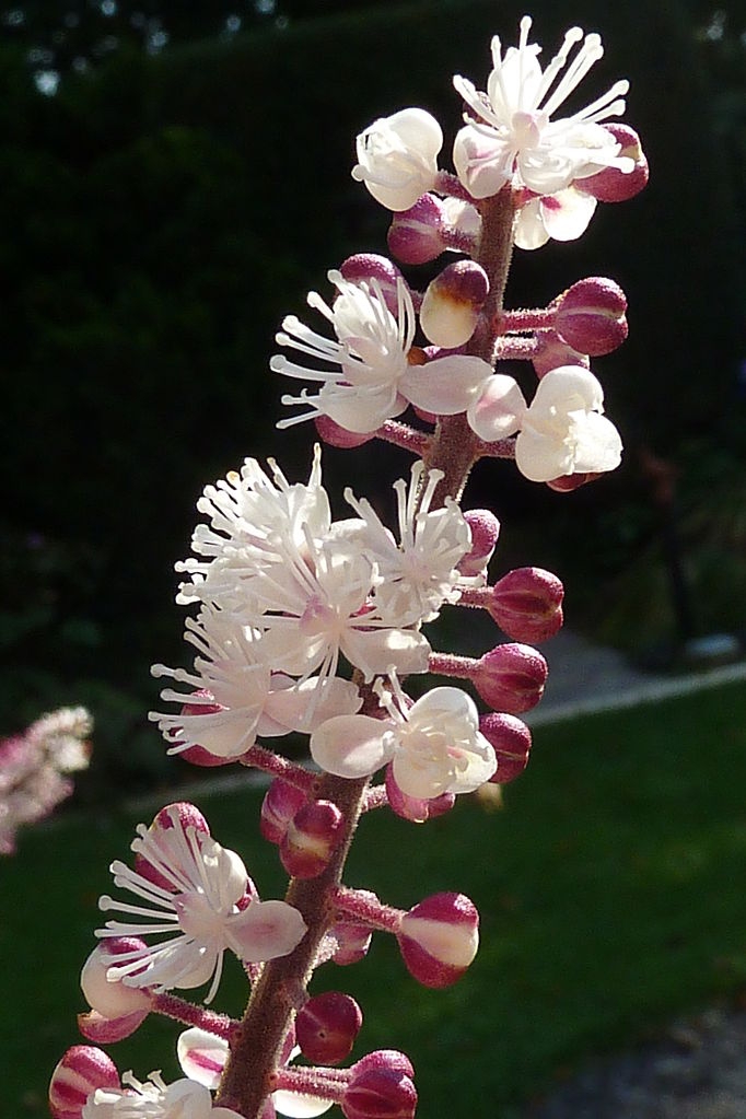 'Atropurpurea' flower and red stem