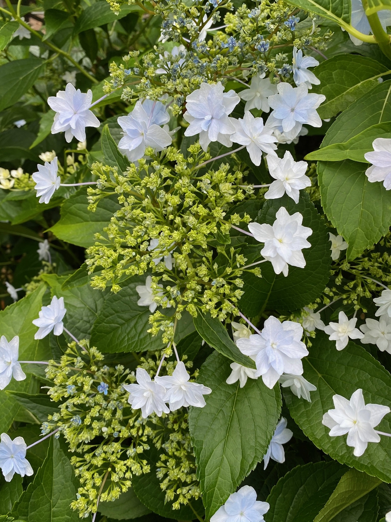 Fuji Waterfall bloom