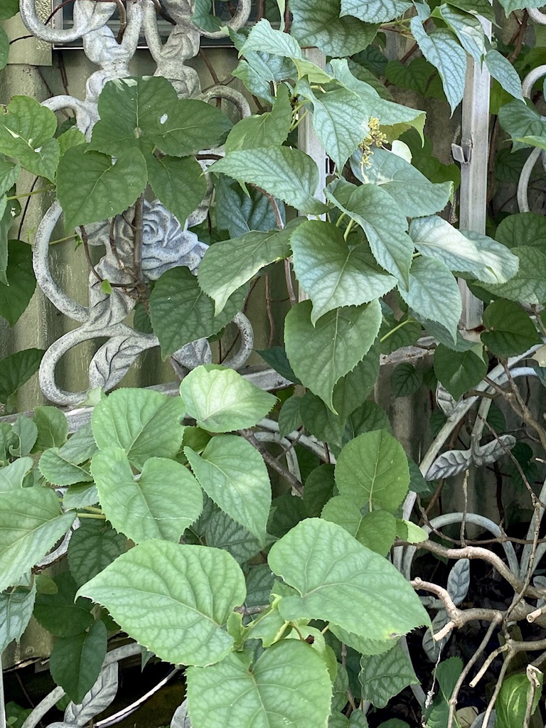 Leaves