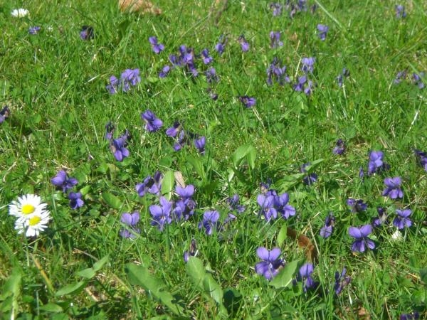 Viola sororia