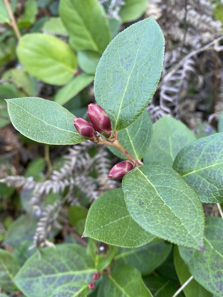 Flower buds in early spring.