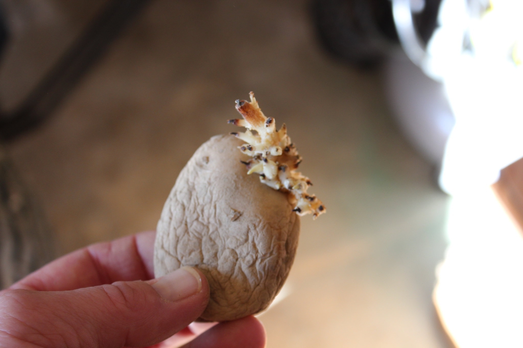 Solanum tuberosum
