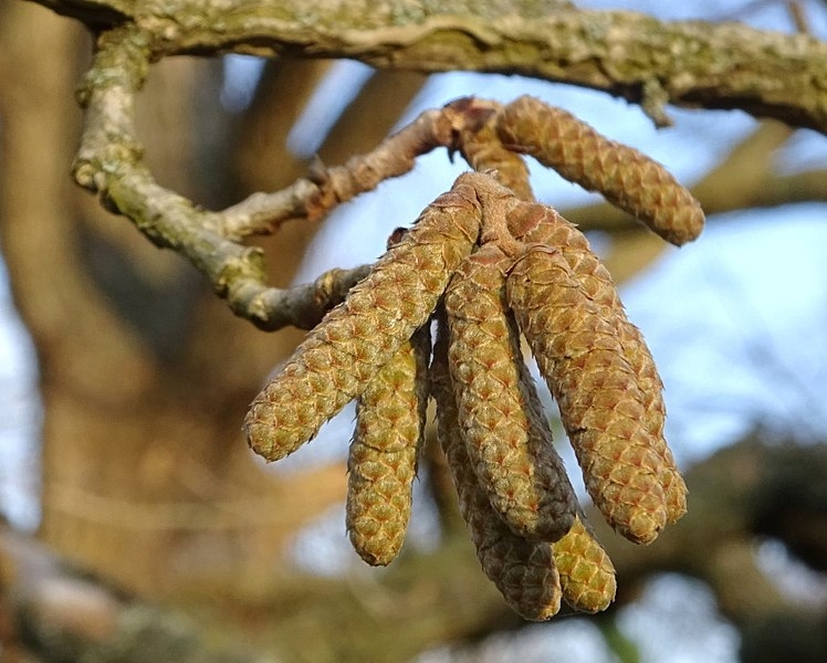 Corylus colurna