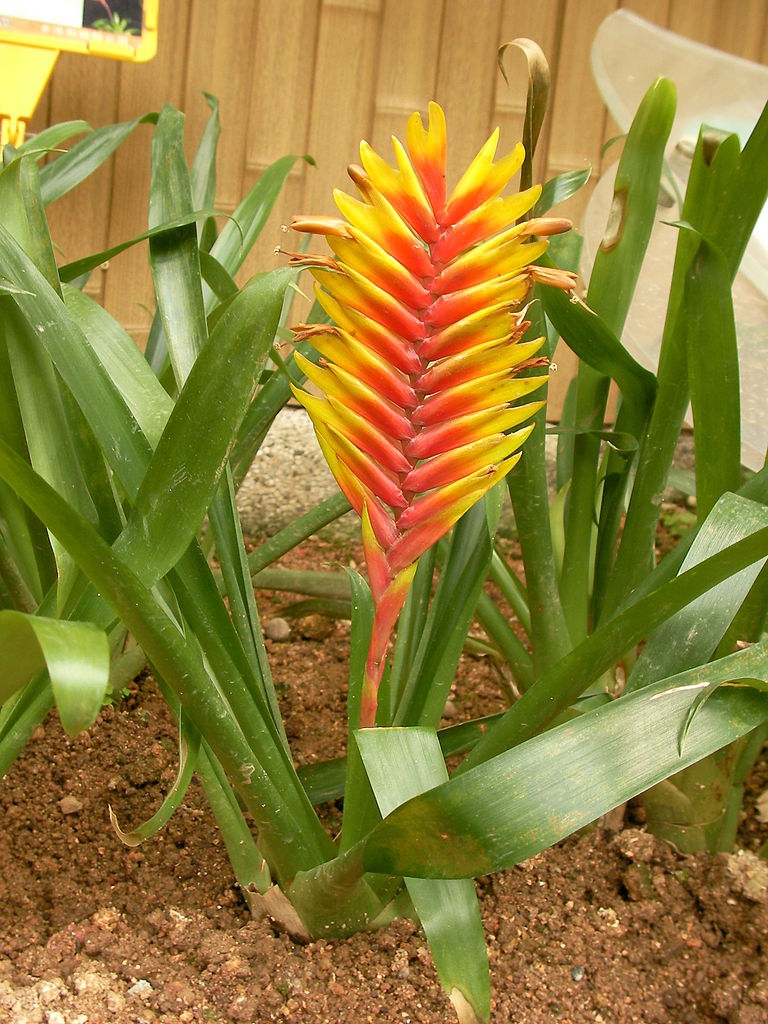 Green rosette with erect, feather-like, red & yell spike.