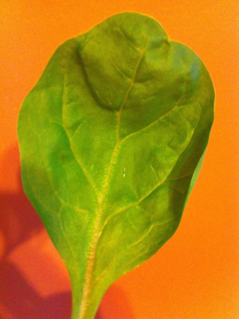 Spinacia oleracea