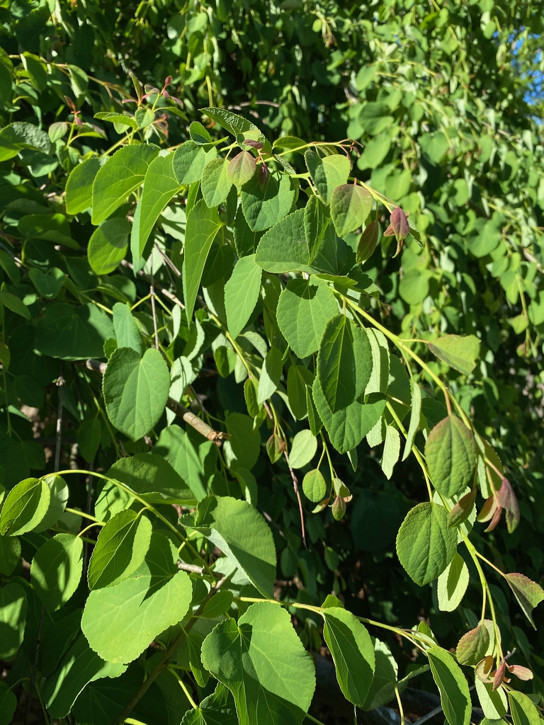 Branch new growth
