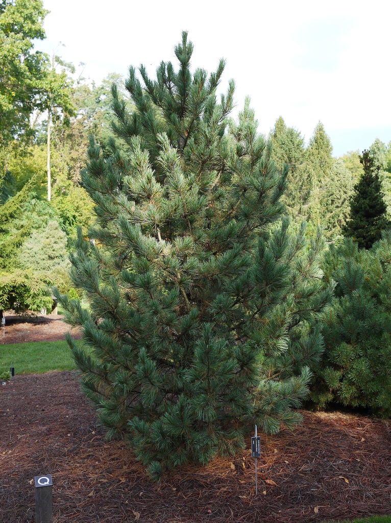 Pinus cembra