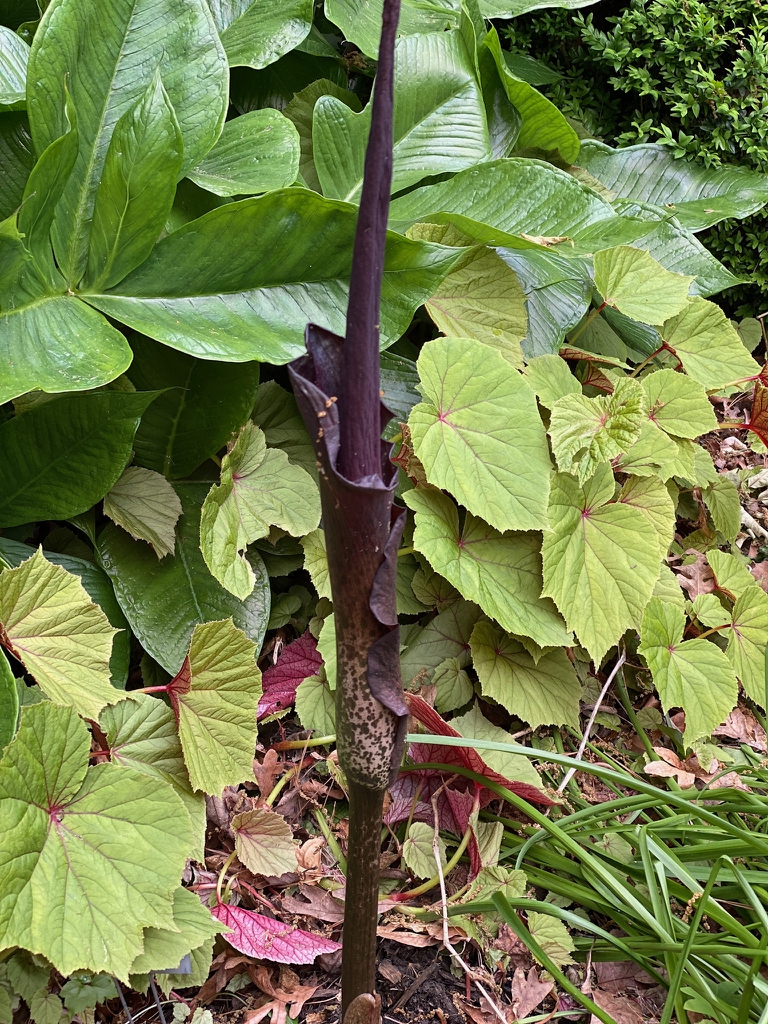 Bud