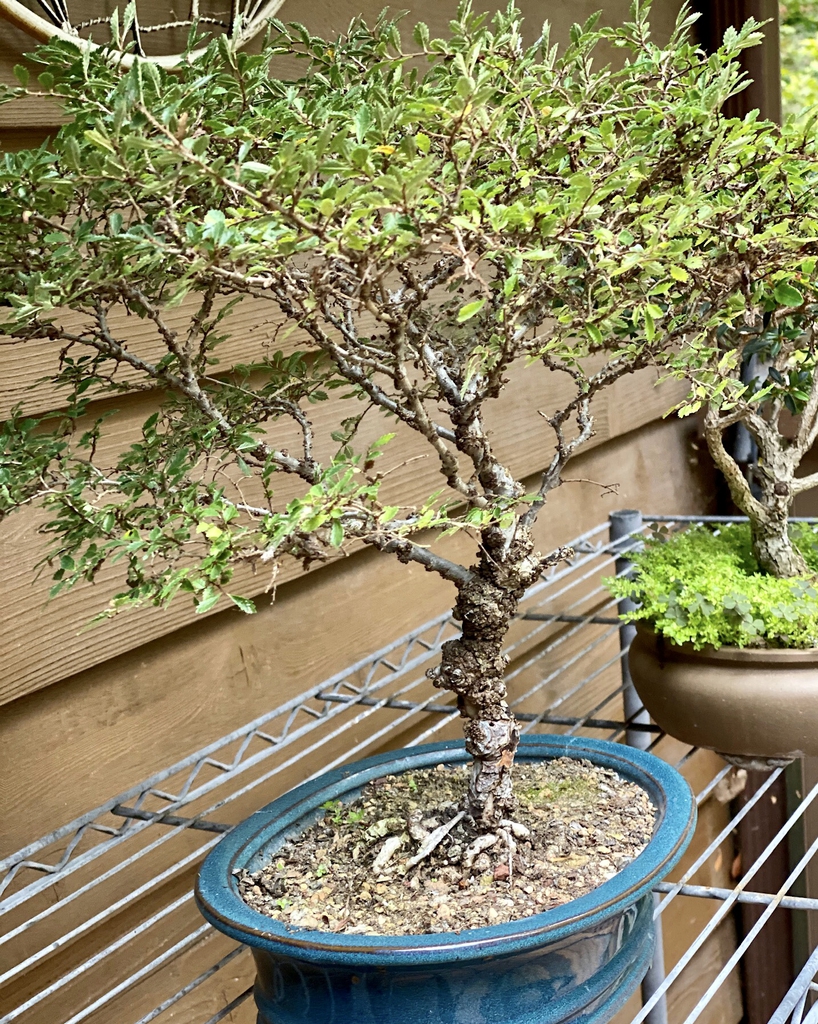 As bonsai