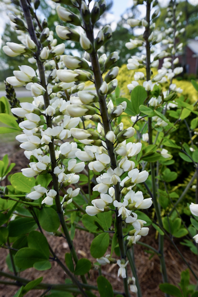 Baptisia alba