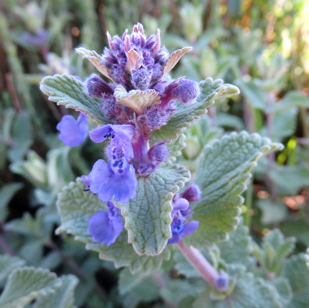 Nepeta x faassenii