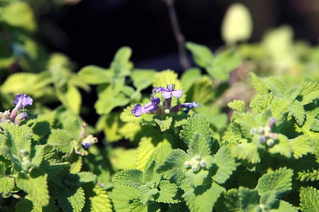 Nepeta x faassenii
