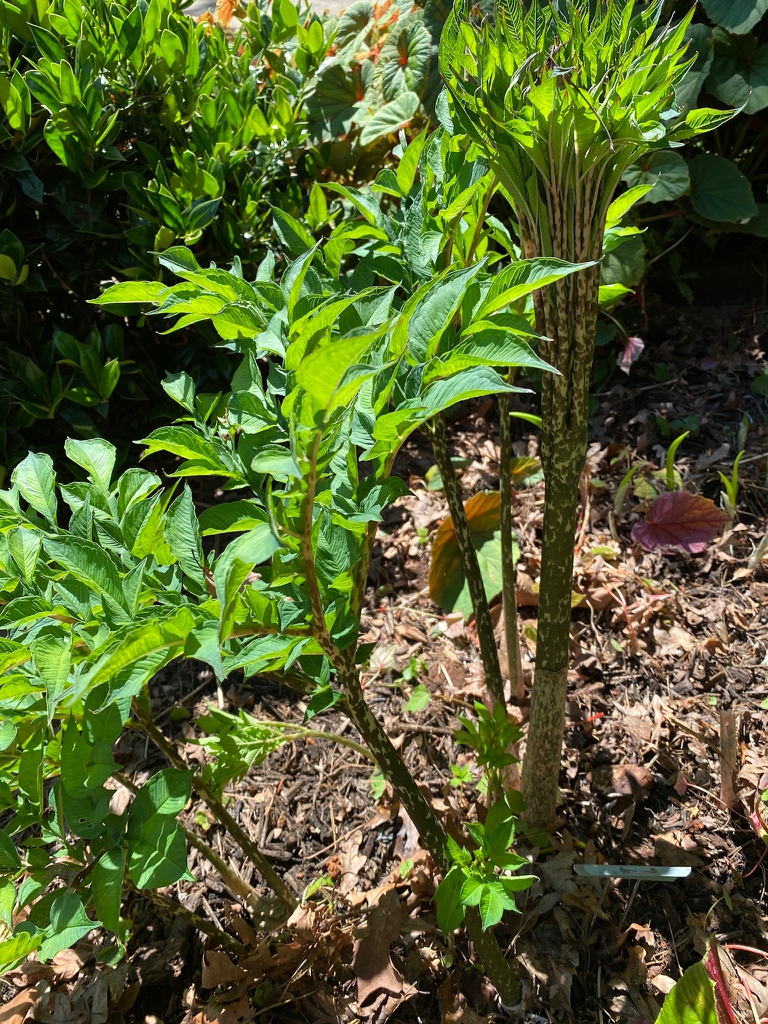 New foliage