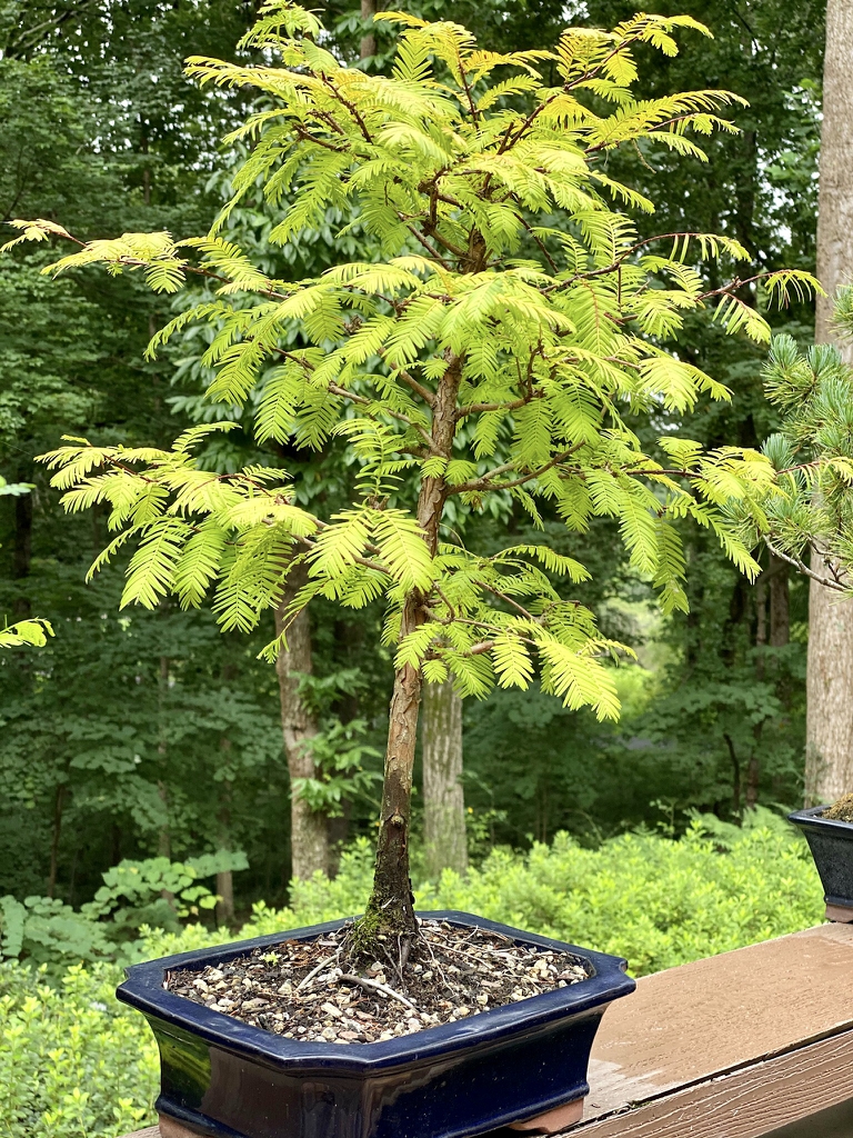 As bonsai