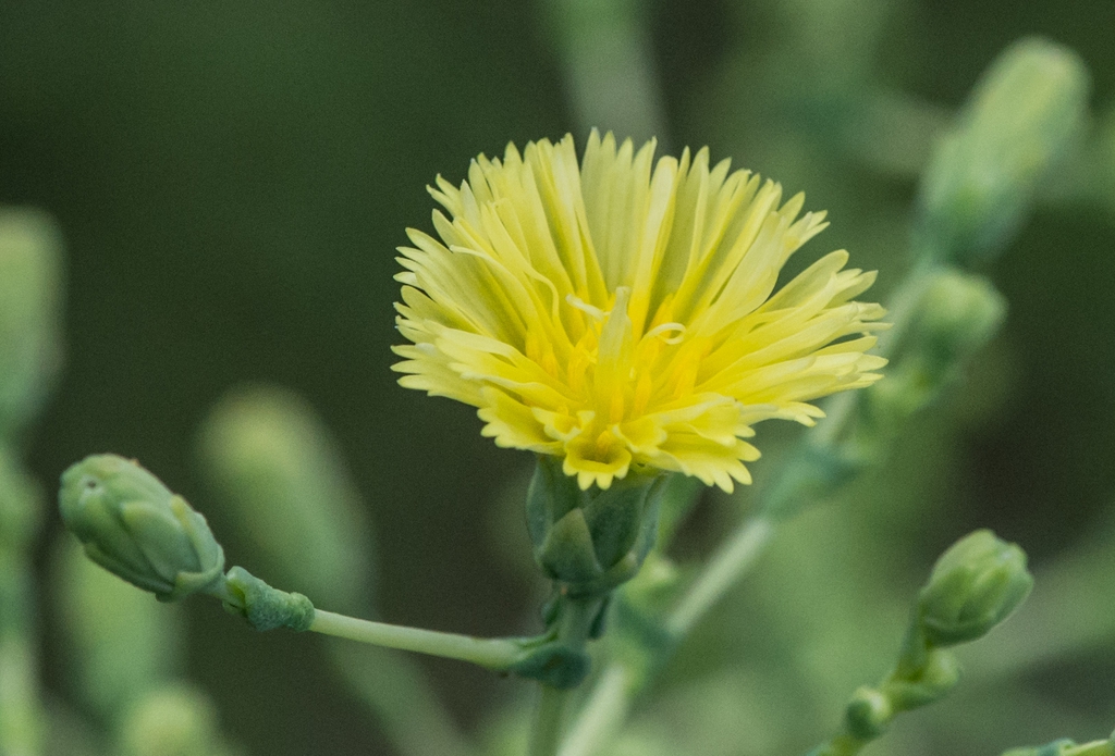 Lactuca sativa