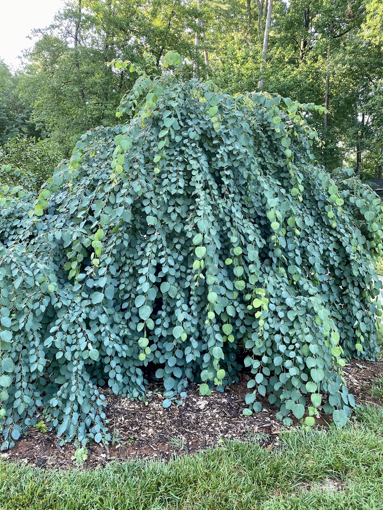 Summer full leaf