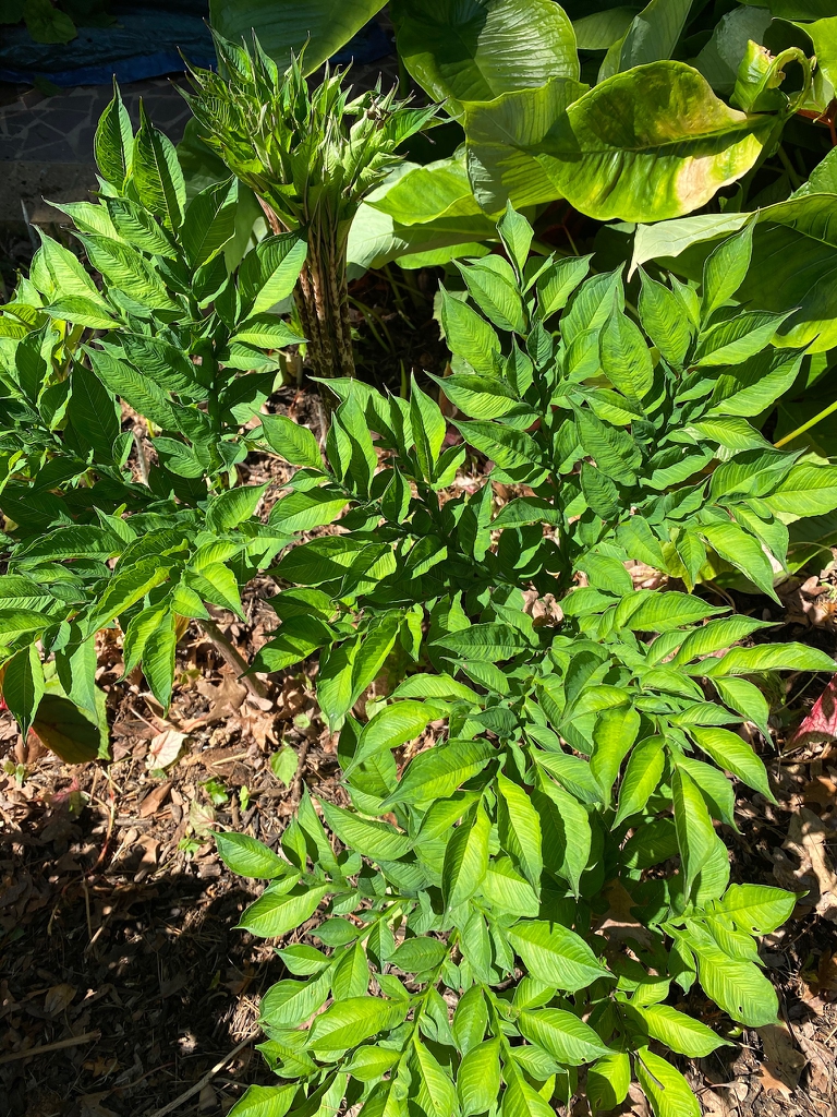 Leaf