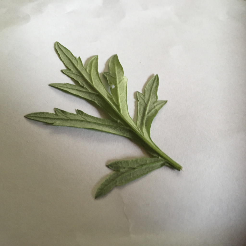 underside of leaf