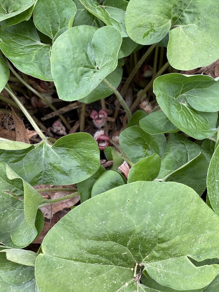 Heart-shaped leaves & reddish flowers at ground level.