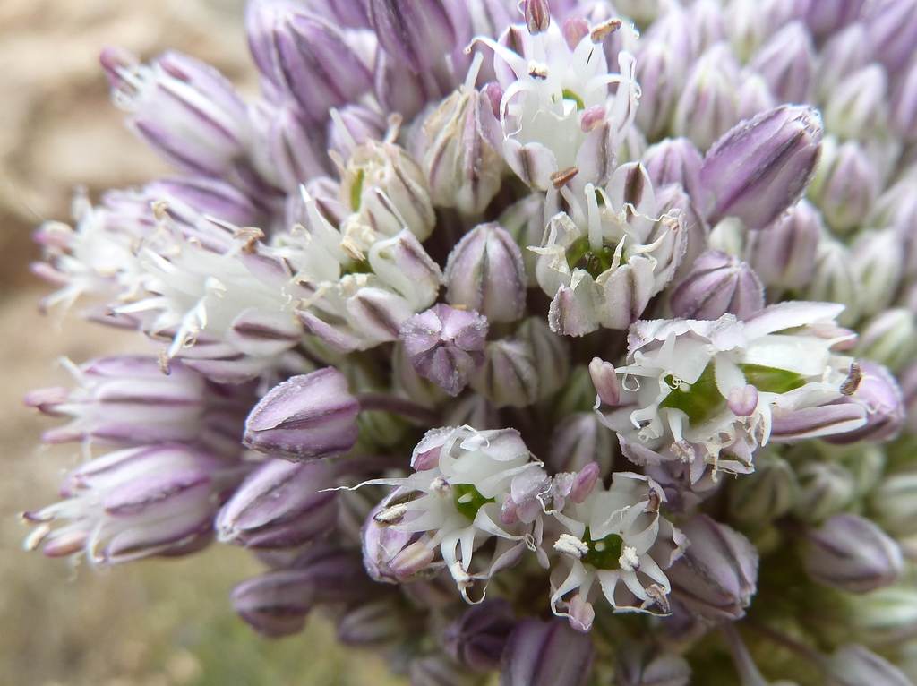Inflorescence