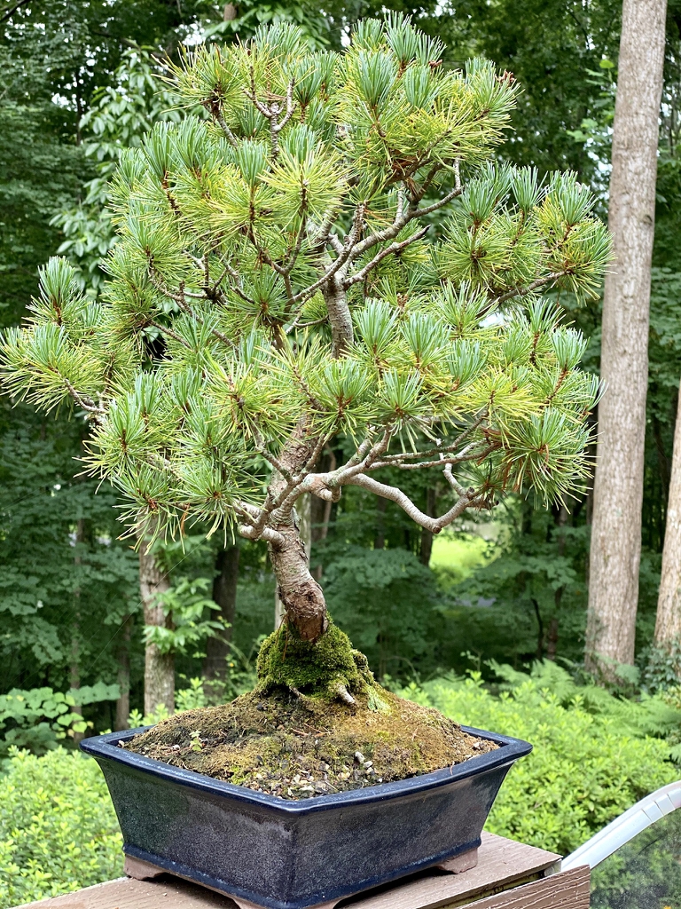 As bonsai