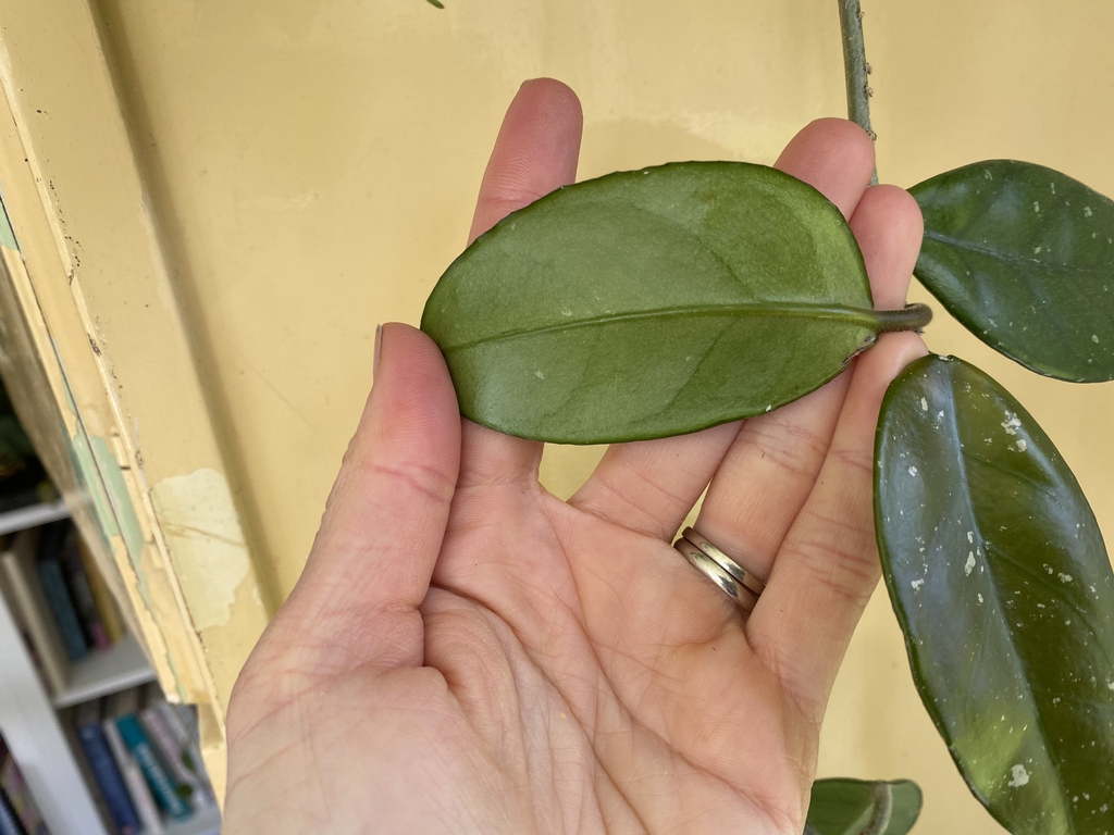 Underside of leaf