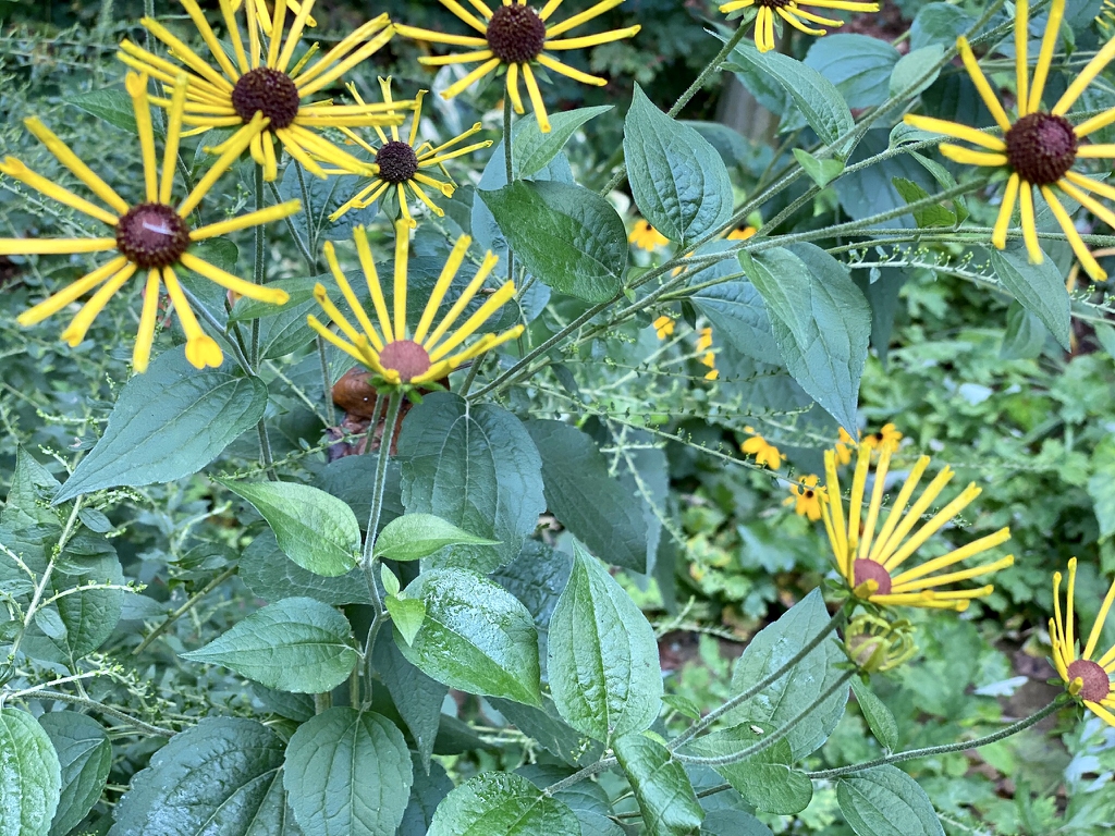 A daisy flower with rolled or quilled ray florets.