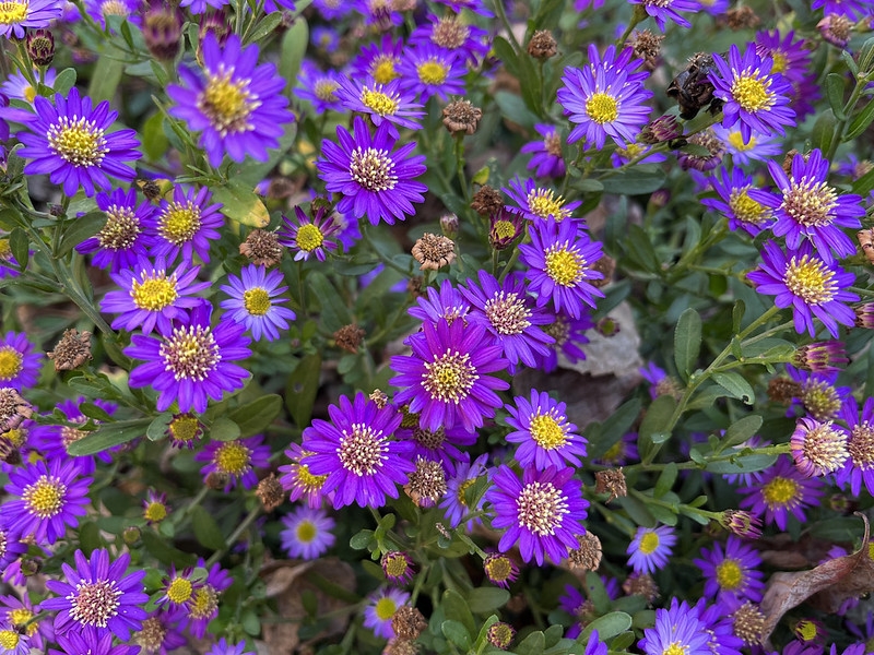 Clusters of purple daisy flowers.