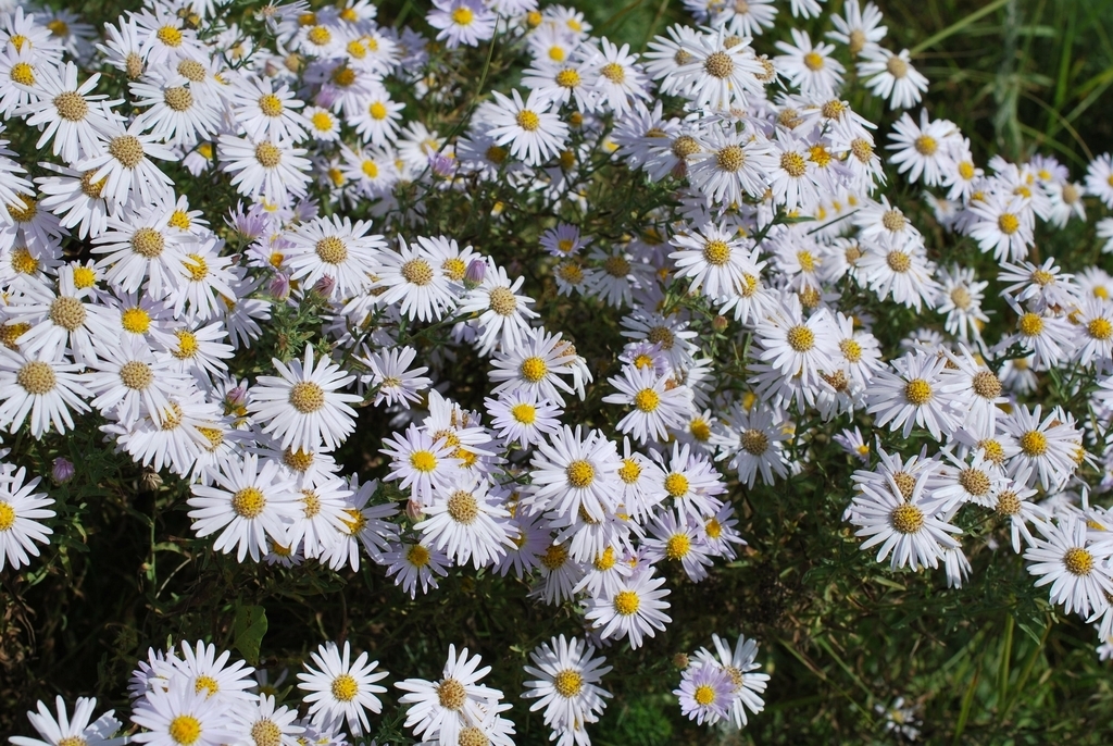 White daisy-like heads of flowers.