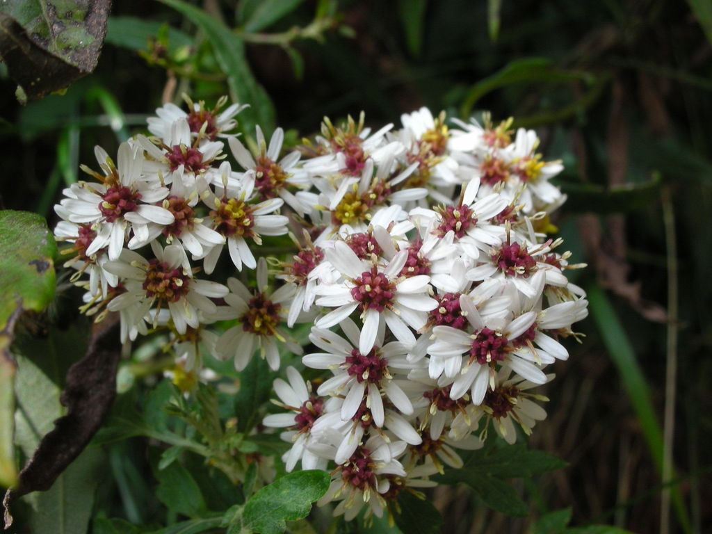 White daisy-like heads of flowers.
