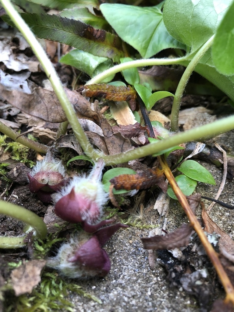 Flowers at ground level. Calyx lobes red. Hairy exterior.