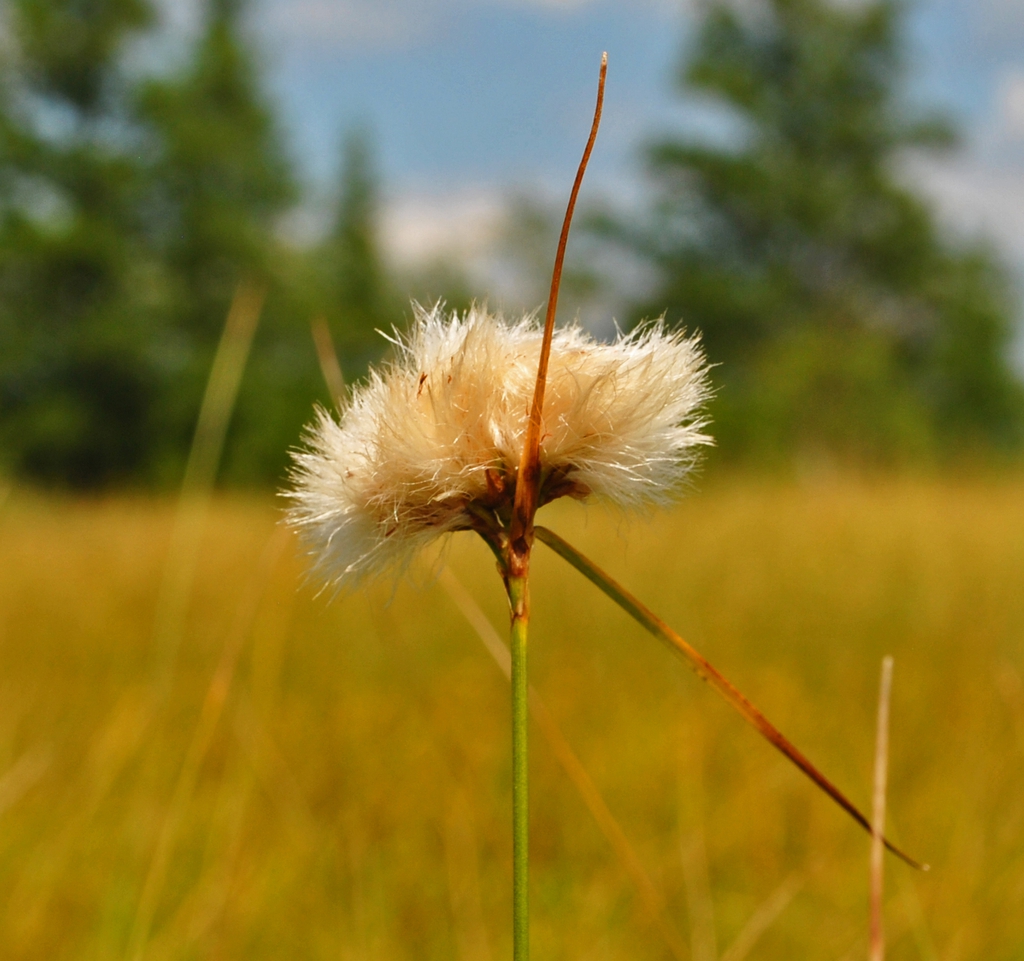 Tawny Cottongrasss