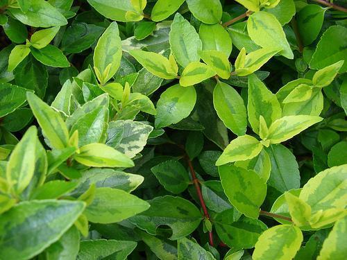 Ovate, variegated opposite leaves with serrated margins