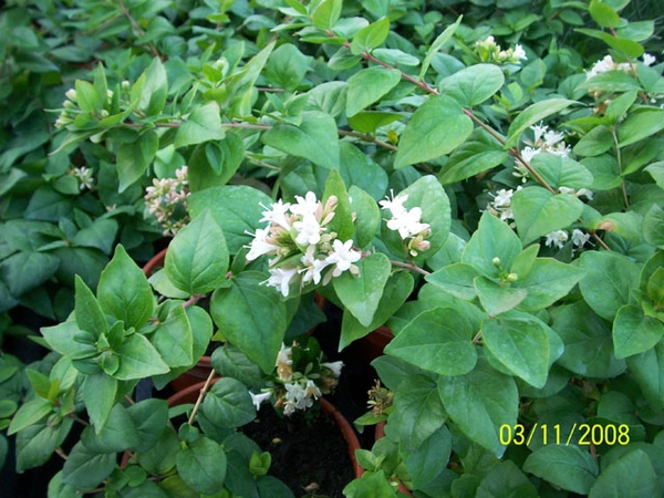 White, tubular flower with 5 corolla lobes & opposite ovate leav